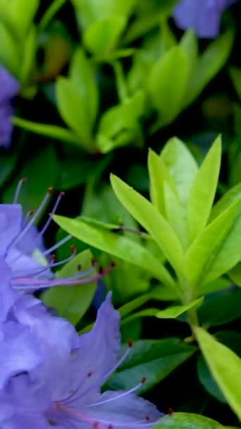 Дивовижний Низькорослий Вічнозелений Чагарник Який Цвіте Блакитними Квітами Навесні Процвітає — стокове відео