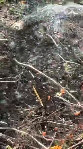 Canada Vancouver Island Dense Cobweb Forest Many Layers Variety Cobwebs — Stock Video