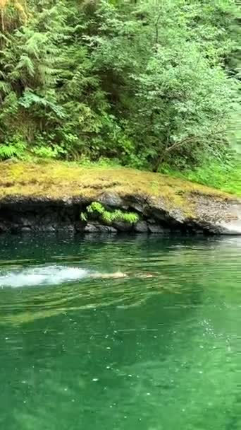 マーメイドのように緑の冷たい川で泳いでいる女の子は 彼女は美しいイギリスの川の滝の上部セクション パークスビル ブリティッシュコロンビア州08 2022に捧げられている水中では見えません — ストック動画