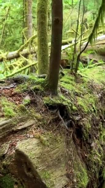 Macmillan Tartományi Park Hét Csoda Kanada Vancouver Sziget Ősi Douglas — Stock videók