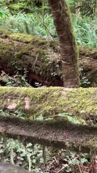 マクミラン州立公園カナダの七不思議バンクーバー島古代ダグラスモミの大聖堂グローブ古い成長ダグラスモミの森 ブリティッシュ コロンビア州 — ストック動画