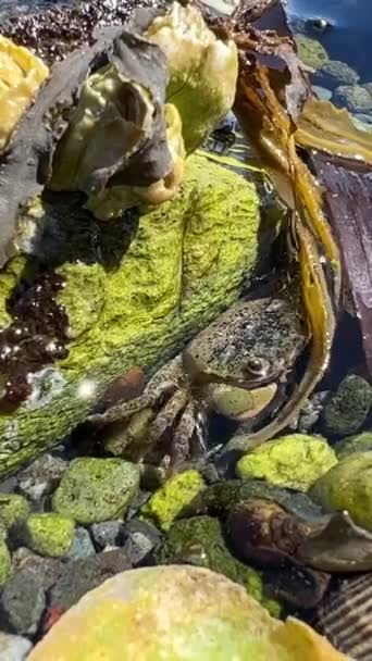 Sea Low Tide Bright Algae Wet Them Small Crab Runs — Stock Video