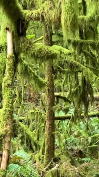 Macmillan Tartományi Park Hét Csoda Kanada Vancouver Sziget Ősi Douglas — Stock videók