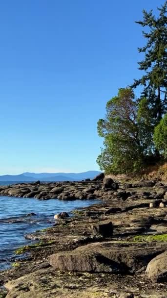 Настенный Пляж Пляж Тихий Океан Острове Ванкувер Красивое Сочетание Природы — стоковое видео