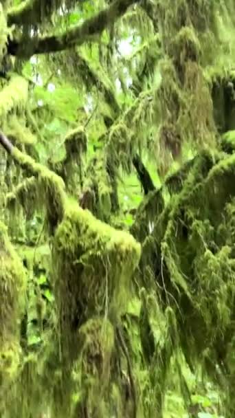 Macmillan Provincial Park Zeven Wonderen Van Canada Vancouver Eiland Oude — Stockvideo