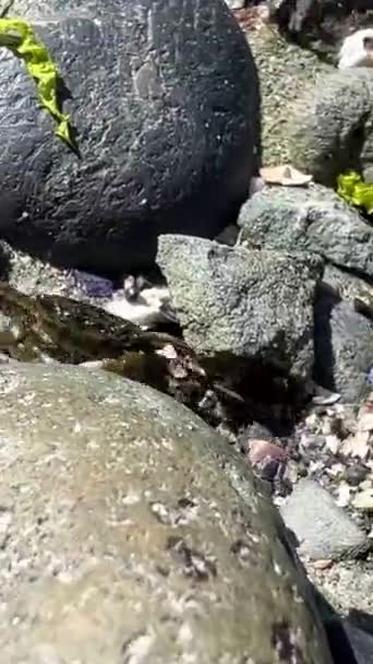 Nízký Příliv Oceánu Přes Mokré Šedé Kameny Malý Krab Běží — Stock video