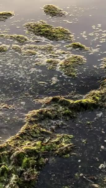 自然生态将藻类抛向岸上 污染了海滩 多刺的深色海藻游回海里 既是鱼类的食物 又不造成破坏 — 图库视频影像
