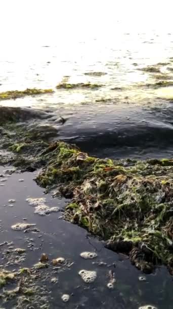 Екологія Природи Кидає Водорості Берег Забруднюючи Пляж Колючими Темними Водоростями — стокове відео