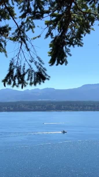 Canada Vancouver Island Dense Cobweb Forest Many Layers Variety Cobwebs — Vídeos de Stock