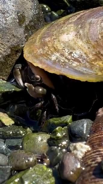 Biologieles Pedagogische Handlanger Het Leven Van Krabben Een Kleine Krab — Stockvideo