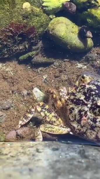 Lekcja Biologii Wspólnik Edukacyjny Życiu Krabów Mały Krab Buduje Schronienie — Wideo stockowe