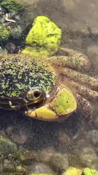 生理学课关于螃蟹生活的教育同谋者一只小螃蟹在石头上筑巢 就像变色龙的皮一样 — 图库视频影像