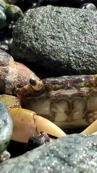 Lekcja Biologii Wspólnik Edukacyjny Życiu Krabów Mały Krab Buduje Schronienie — Wideo stockowe