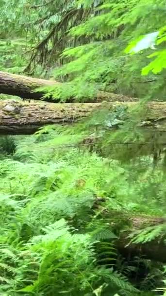 マクミラン州立公園カナダの七不思議バンクーバー島古代ダグラスモミの大聖堂グローブ古い成長ダグラスモミの森 ブリティッシュ コロンビア州 — ストック動画