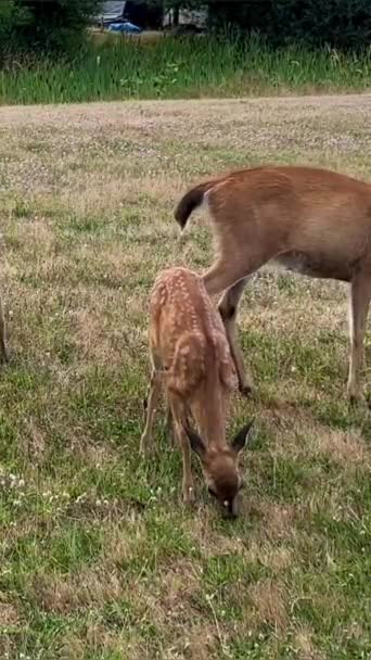 母鹿和两只小鹿在草地上吃草 人们看不见它们 当汽车开始开动时 它们是孤独的 — 图库视频影像
