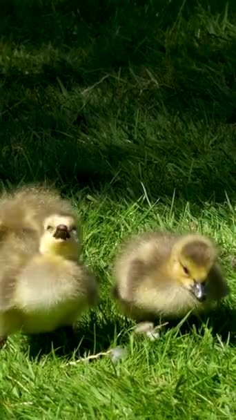 Ηλιόλουστη Μέρα Λίγο Καναδική Χήνα Goslings Περπάτημα Πράσινο Γρασίδι Στην — Αρχείο Βίντεο