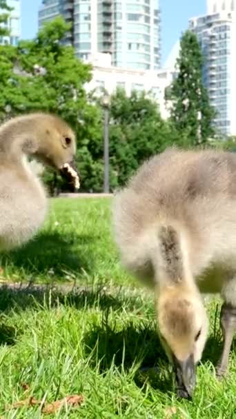 3つのカナダのガチョウの雛がバンクーバー市で草の上で放牧されています1つを曲げながら摘み取るために草を選択しているパンの一部を発見し それをチェックしています — ストック動画