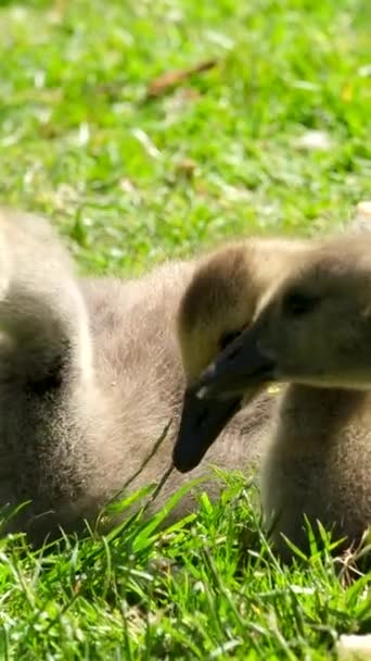 Канадские Гуси Маленькие Птицы Сидят Траве Поедая Кусочки Хлеба Ярко — стоковое видео