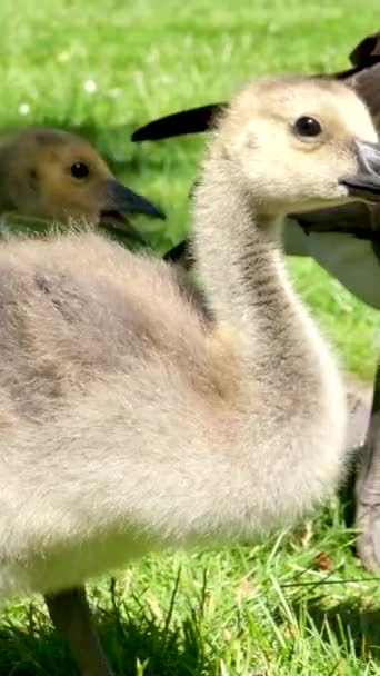 Канадские Гуси Маленькие Птицы Сидят Траве Едят Кусочки Хлеба Ярко — стоковое видео
