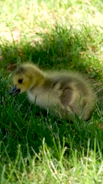 Two Little Chicks Green Grass Learn Walk Canadian Goose Brood — Stockvideo