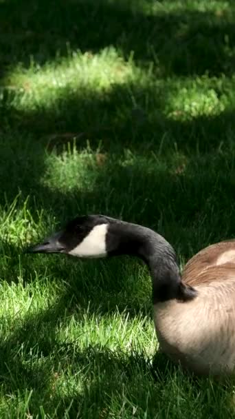 Female Male Walking Grass Cubs Canadian Goose Vancouver Canada Shade — Stock Video
