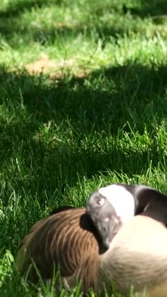 晴れた日カナダの小さなガチョウはカナダのバンクーバー市の緑の芝生の上を歩いています — ストック動画