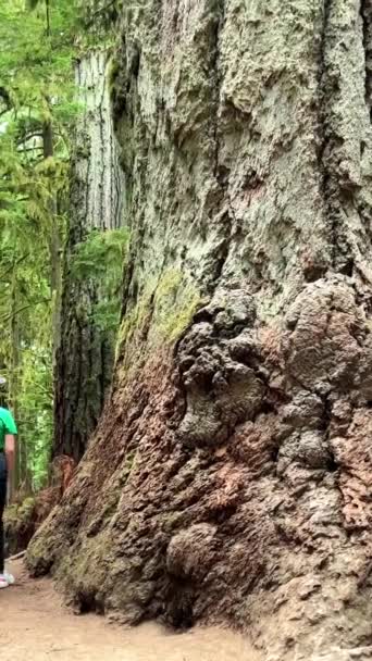 Провинциальный Парк Макмиллан Семь Чудес Канады Остров Ванкувер Древний Собор — стоковое видео