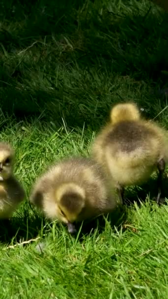 캐나다 마리가 부리로 조각을 찢으려 했습니다 태어난 동물들 풀밭에 — 비디오