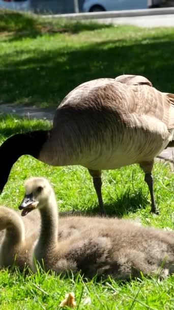 Male Canadian Goose Four Chicks Adult Young Birds Bite Eat — Stock Video