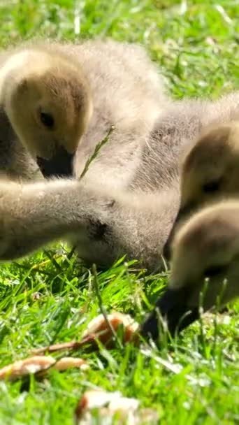 加拿大鹅的幼鹅加拿大鹅的幼鹅吃面包躺在草地上吞食难吃的大块肉四只鸟喂食小心不要在公园喂食动物加拿大温哥华为小鸡吃面包很危险 — 图库视频影像