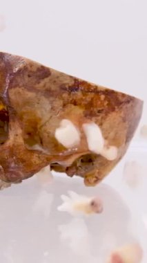 Yavaş çekimde gerçek insan dişleri dökülüyor beyaz arka planda dönen insan kafatasının gerçek bir kafatasının yanında zıplıyor. Yüksek kaliteli FullHD görüntüler