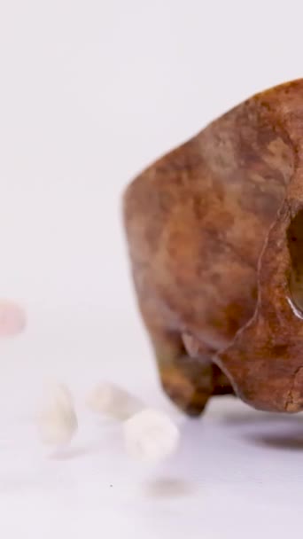 사람의 지혜치아 사람의 개골은 의학의 죽음을 방향으로 제공하고 분산시킨다 — 비디오
