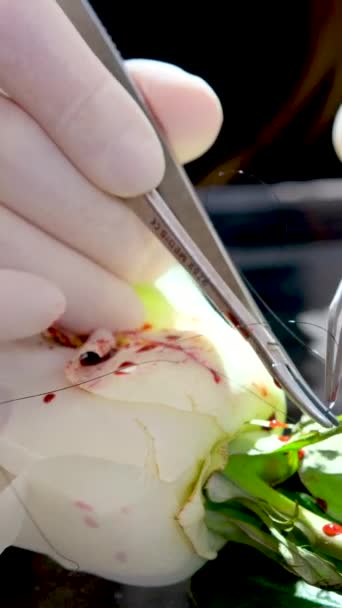 대한민국의 보물제 지정되었다 연구가 실험실에서 장미를 해부하고 있습니다 고품질 — 비디오