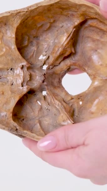 解剖学 从颅骨四面拍摄颅内人体颅骨上腔白底女性下眼窝 — 图库视频影像