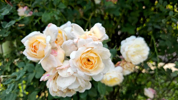Grupa Kremowych Kolorowych Róż Ogrodowych Wysokiej Jakości Zdjęcie — Zdjęcie stockowe