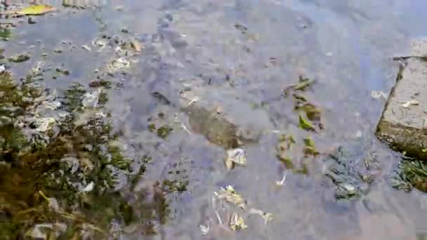 Špinavá Voda Řasy Zvířata Potápí Neprůhledné Vody Želvy Žije Řece — Stock video