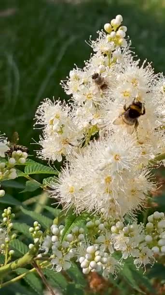 Laurel Kwiaty Pszczoły Szerszeń Osa Jedzą Miód Kwiecie Wiosna Lato — Wideo stockowe