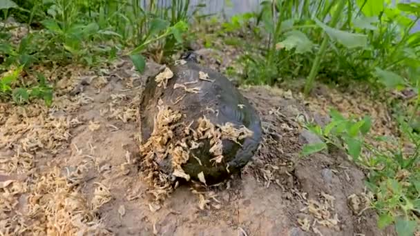 Βρώμικη Παλιά Νεαρή Χελώνα Σέρνεται Στο Έδαφος Σέρνεται Στην Άκρη — Αρχείο Βίντεο