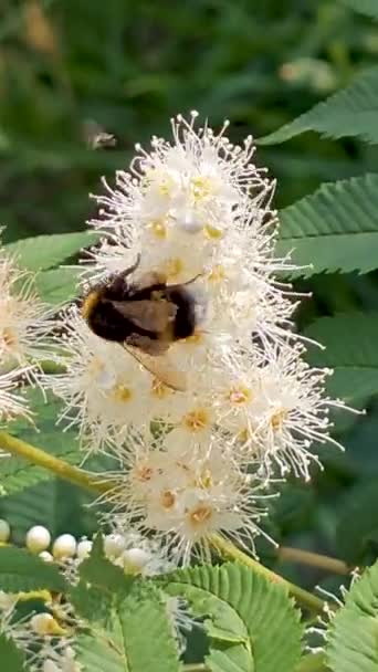 Winged Bee Slowly Flies Plant Collect Nectar Honey Private Apiary — Stock Video