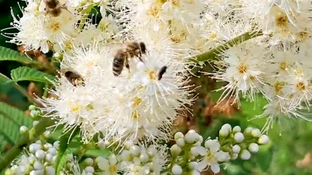 Vinged Bee Flyger Långsamt Att Plantera Samla Nektar För Honung — Stockvideo