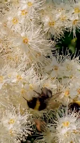 Крылатая Пчела Медленно Летает Посадить Собирать Нектар Меда Частной Пасеке — стоковое видео