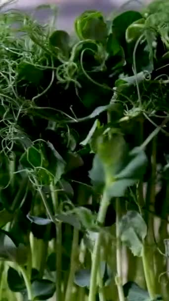 Top Ver Grupo Guisante Microgreens Rotación Plantas Verdes Germinación Pisum — Vídeos de Stock