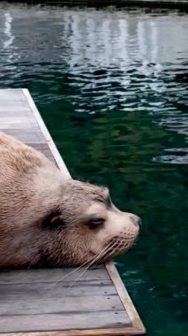 Vancouver Akvaryumu Kürk Mührü, BC, Kanada. Yüksek kalite 4k görüntü
