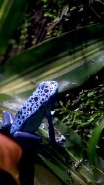 Mavi zehirli ok kurbağası Dendrobates tinctorius azureus 'a yaklaşıp sıcak bir tropikal ormanda çalıların arasından atlıyor. Yüksek kaliteli Vancouver Akvaryumu, BC, Kanada