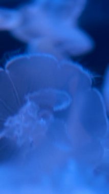 Aurelia, scyphozoan denizanası cinsi bir denizanası cinsidir. Aurelia cinsinde hala resmi olarak tanımlanmamış en az 13 tür vardır.. 