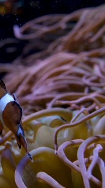 Alglerle yüzen balıklar güzel arka planda dinlendirici müzik düşüyor. Metin deniz okyanus yaşamı için ekran koruyucu alan Amphiprion ocellaris palyaço balığı Nemo Vancouver Akvaryum, BC, Kanada