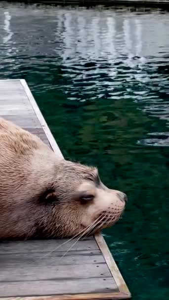 Fur Seal Vancouver Aquarium Kanada Högkvalitativ Film — Stockvideo