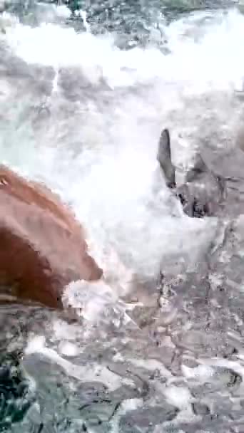Όμορφα Πλάνα Θαλάσσια Λιοντάρια Ψάρια Κολύμπι Κάτω Από Θαλασσινό Νερό — Αρχείο Βίντεο