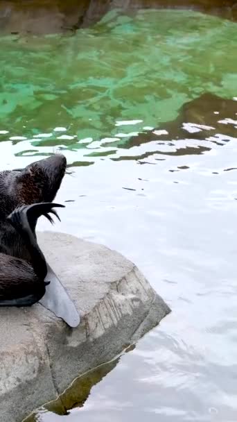 Uma Foca Senta Uma Pedra Jardim Zoológico Coça Sua Cauda — Vídeo de Stock