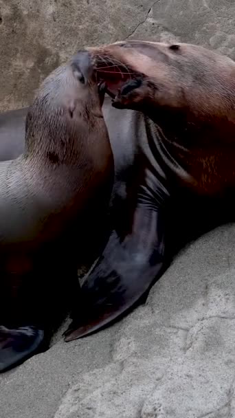 加拿大温哥华 温哥华水族馆 一只名叫 北方毛海豹 的小崽子爬上妈妈的怀里 想让奶海豹休息在动物与哺乳动物的海岸家庭关系上 — 图库视频影像